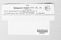 Melampsoridium carpini image